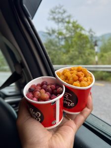 Two small paper cups held in one hand filled with fresh red and golden yellow wild mulberries (kimbu) bought roadside on a mountain drive in Nepal. 