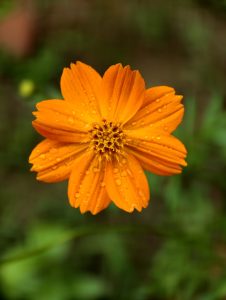 Close-up of a vibrant orange cosmos flower covered with raindrops, featuring delicate petals and a detailed yellow center against a softly blurred green background.