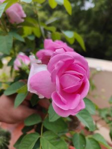 Close-up of vibrant pink roses with lush green leaves, set against a blurred natural background. The image conveys freshness and beauty.