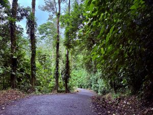 A narrow path winds through a lush green tropical rainforest in Costa Rica, with tall trees creating beautiful shadows.