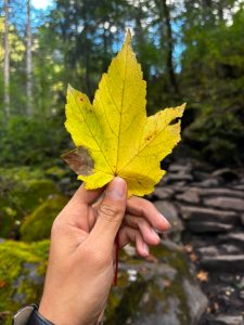 A hand holds a vibrant yellow leaf against a forested background with mossy stones.