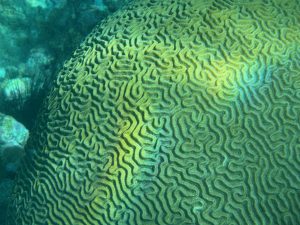 A brain coral with a beautiful pattern iluminated by sunlight with a sea urchin on the background