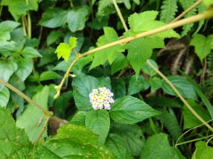 Tiny cluster of white and yellow lantana wildflowers nestled among dense green forest 