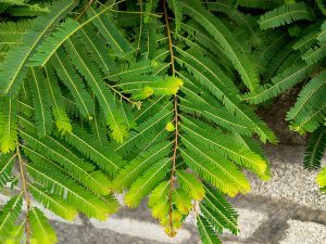 Elegant feathery compound leaves of a Albizia tree cascading in a herringbone pattern over a concrete wall. 