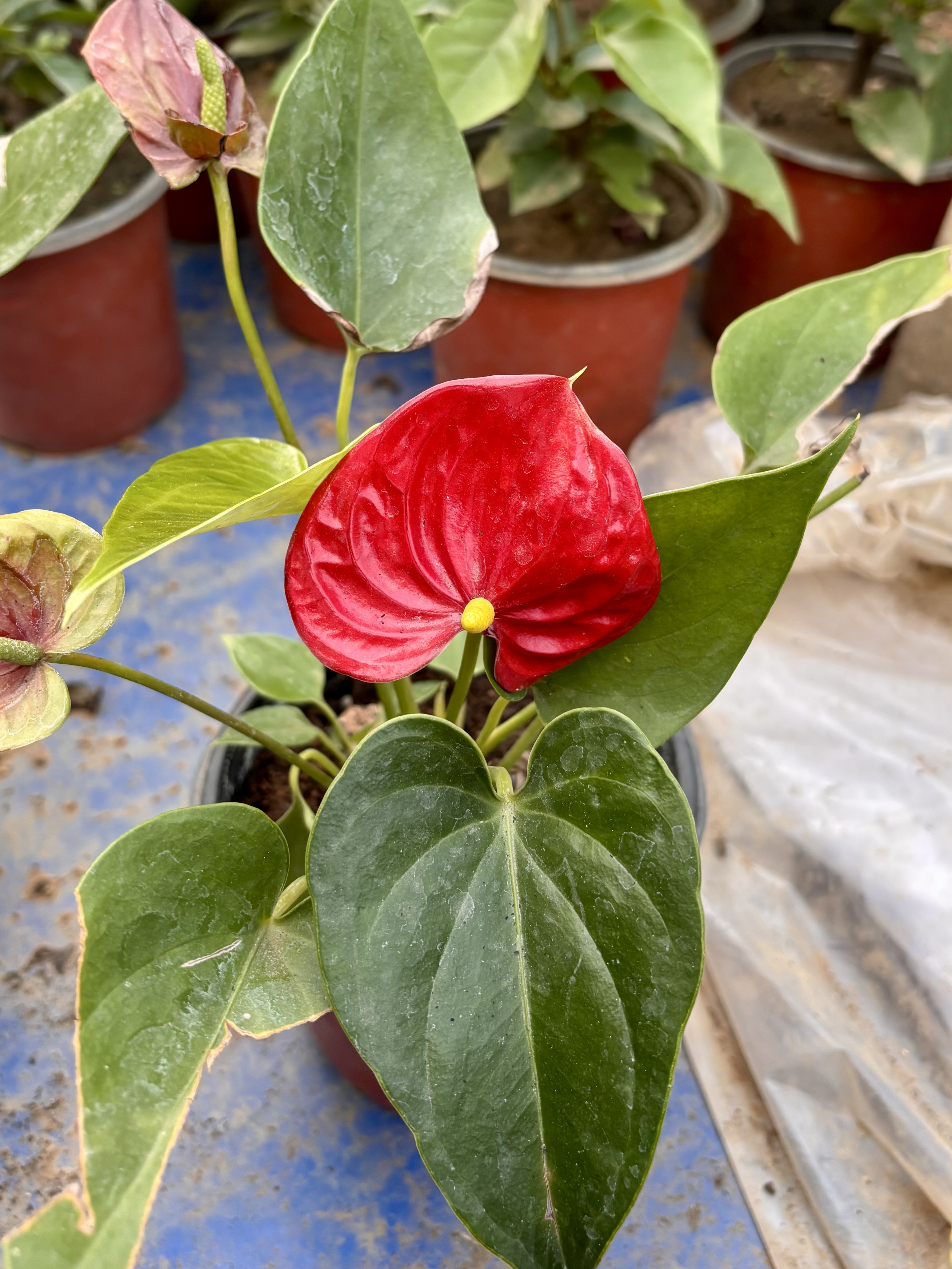 Red anthurium with a waxy heart-shaped spathe and yellow spadix, surrounded by green heart-shaped leaves in a nursery setting.