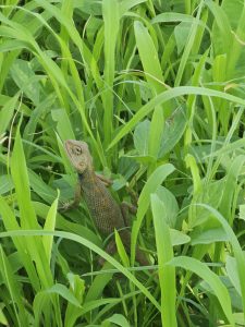An Oriental Garden Lizard rests among tall green grass, perfectly blending into its surroundings. The close-up view highlights its scales and alert posture in a natural habitat. Captured at St. Angelo Fort, Kannur, Kerala.
