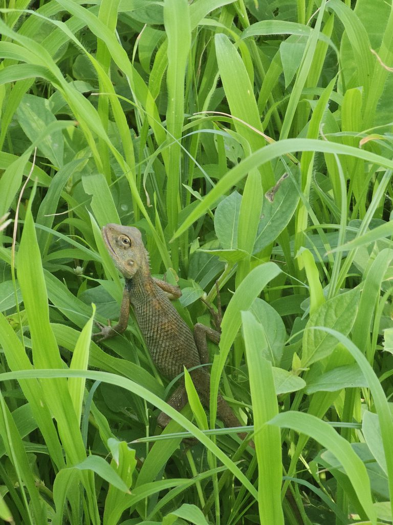 An Oriental Garden Lizard rests among tall green grass, perfectly blending into its surroundings. The close-up view highlights its scales and alert posture in a natural habitat. Captured at St. Angelo Fort, Kannur, Kerala.