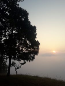 Silhouette of a tall pine tree on a grassy hill overlooking a thick blanket of fog at sunrise, with a faint mountain peak visible in the distance under a pale sky. 