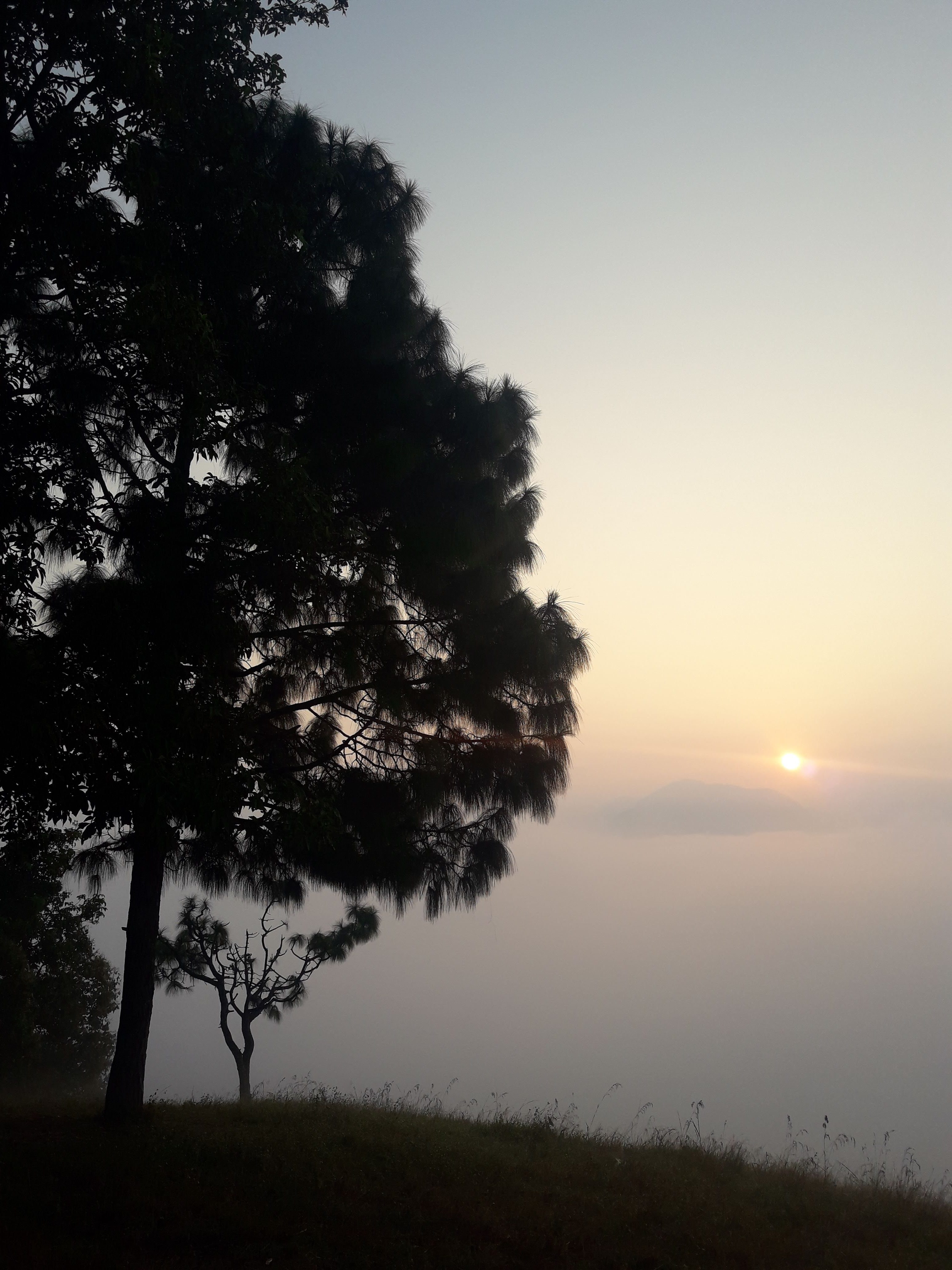 Silhouette of a tall pine tree on a grassy hill overlooking a thick blanket of fog at sunrise, with a faint mountain peak visible in the distance under a pale sky.