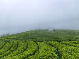 Neatly manicured rows of vivid green tea bushes rolling over a hilltop with a lone worker shelter disappearing into thick low cloud 