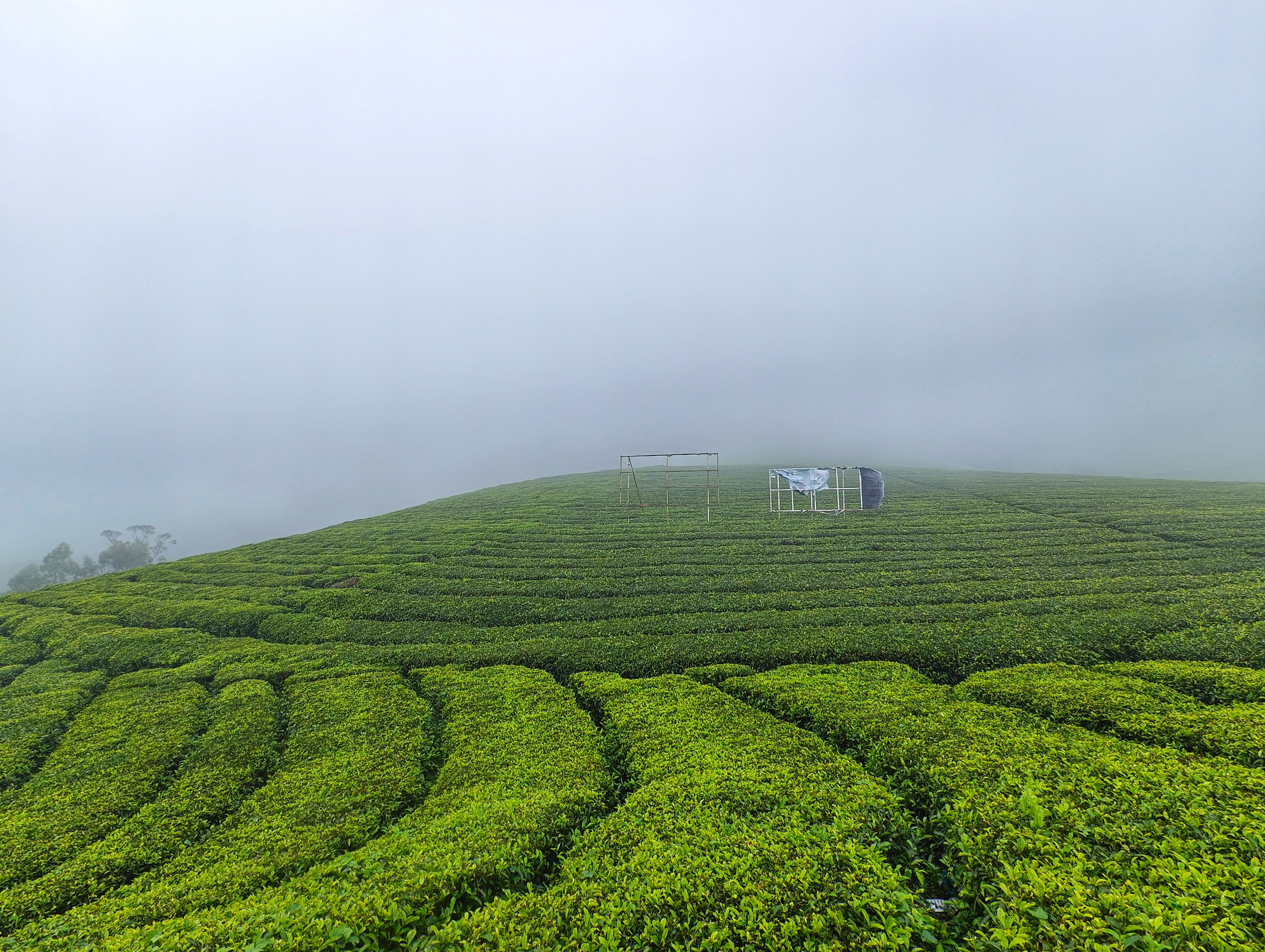 Neatly manicured rows of vivid green tea bushes rolling over a hilltop with a lone worker shelter disappearing into thick low cloud