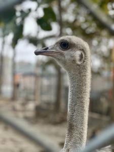 A close-up portrait of an ostrich with a curious expression, looking off into the distance while standing outdoors #NepalPhotoFestival2026