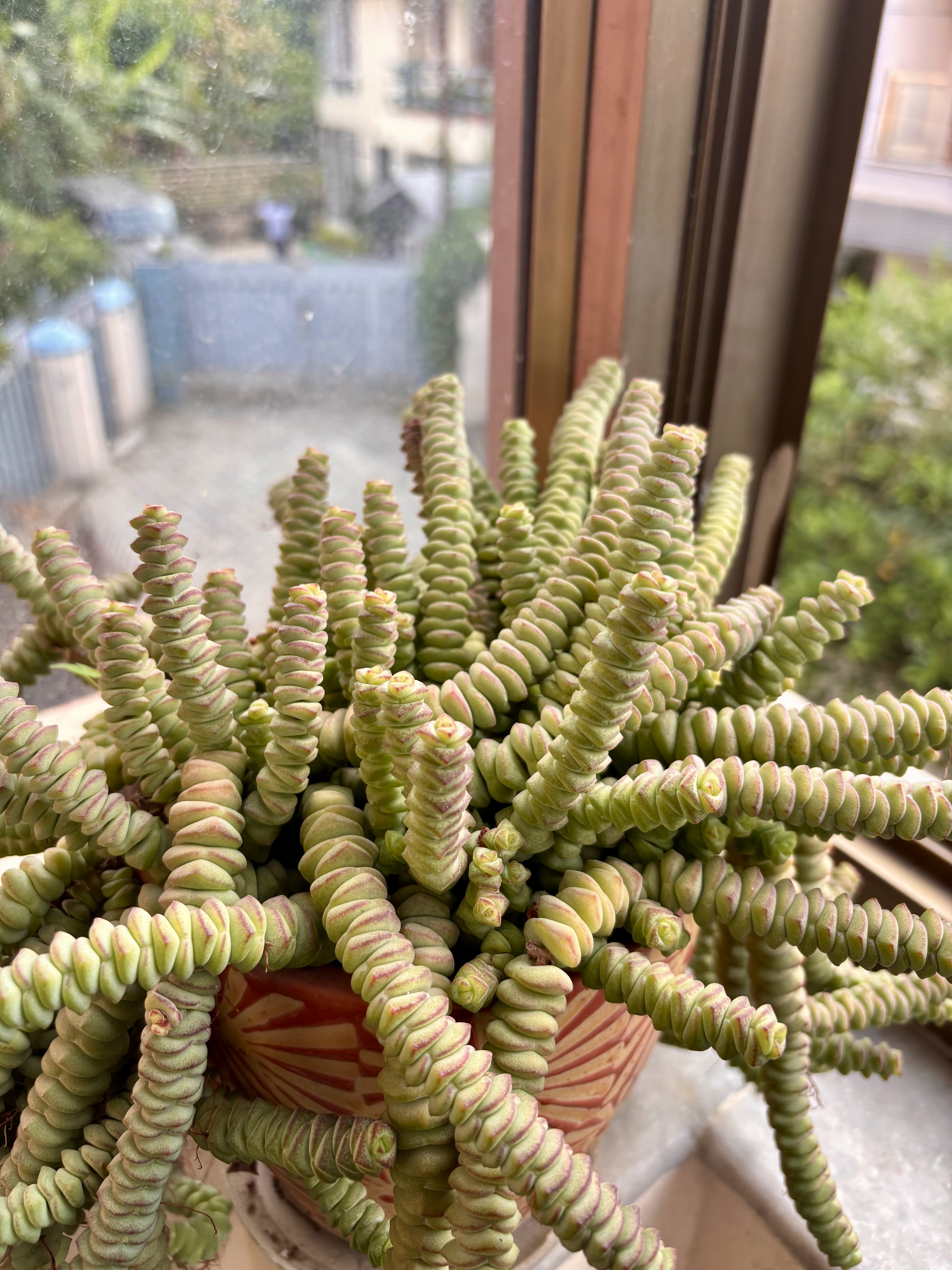 A Crassula Buddha’s Temple or similar stacked succulent with geometric spiral green and pink-tinged leaves, potted in a decorative container on a windowsill.
