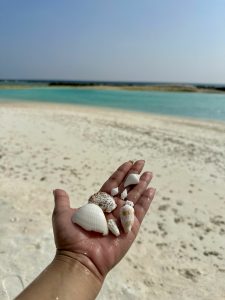 Sea shells on a hand shining bright on a sunny day 