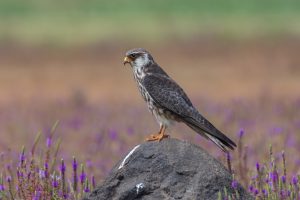 A medium-sized Amur Falcon (Female) bird of prey stands on a dark rock. Its body is covered in a mix of dark browns and grays, with lighter streaks on its chest. The bird has piercing yellow-orange eyes and a sharp beak. In the background, a field blooms with clusters of vibrant purple flowers. 