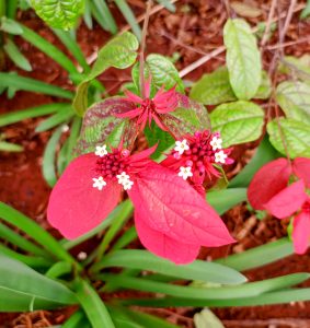 A cluster of Ashanti Mussaenda erythrophylla plant structures showing vibrant red bracts topped with tiny, star-shaped white flowers.