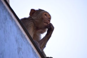A monkey sits pensively on a rooftop ledge against a clear blue sky, with its hand touching its mouth, evoking a thoughtful demeanor.