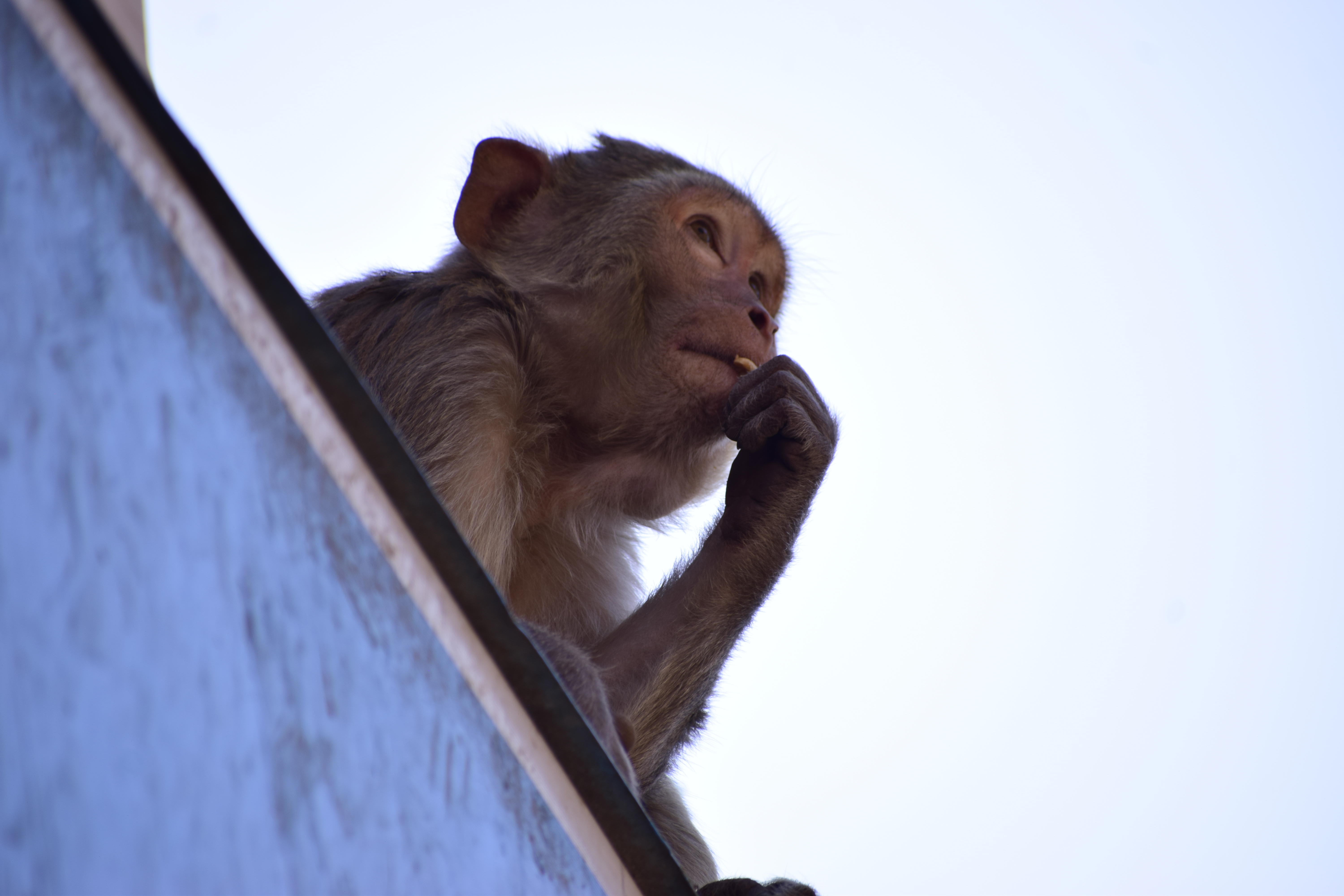 A monkey sits pensively on a rooftop ledge against a clear blue sky, with its hand touching its mouth, evoking a thoughtful demeanor.