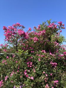 Dense shrub with vibrant pink flowers against a clear blue sky
