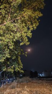 A moonlit night scene featuring lush green trees on the left, dry grass below, and a glowing full moon in a dark sky.
