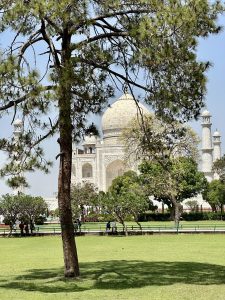 A single tree casting shade on the ground with a landmark monument in the background.