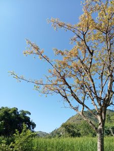 
Autumn tree with golden leaves against blue sky, green hills below.