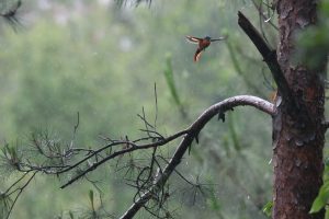 A small bird hovers in the rain beside a pine tree, with blurred wings in motion and a soft green forest background.
