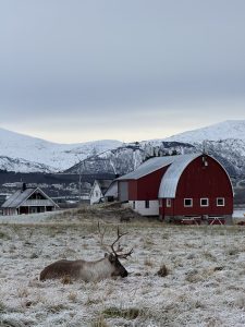a reindeer resting against the backdrop of a beautiful Norwegian landscape and a burgundy cottage
