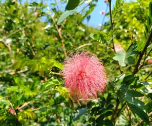 Fluffy pink powder puff flower in full bloom among lush green foliage 