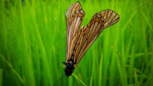 A delicate butterfly with transparent, patterned wings rests on vibrant green grass.