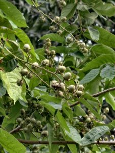 Tree branches covered with clusters of small, round, green seed pods and broad leaves, photographed in natural outdoor light.
