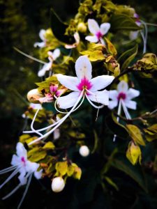 A close-up photograph of delicate white flowers with vibrant pink centers and long, elegant stamens. The blooms are surrounded by green leaves and small unopened white buds, all set against a dark, moody background.