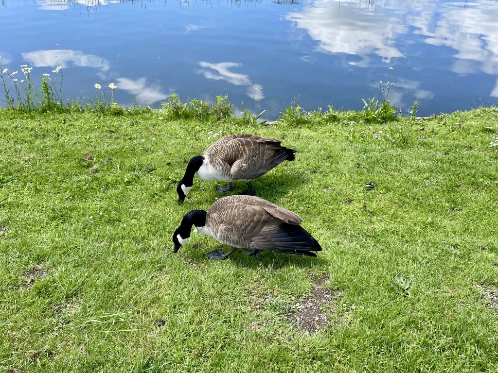 Two Canada geese/goose graze peacefully on the green lakeside lawn beside the palace waters. Reflections of clouds shimmer on the calm surface behind them, creating a serene nature scene. Captured at Nymphenburg Palace (Schloss Nymphenburg), Munich, Germany.