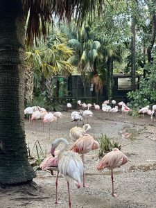Flamingos stand gracefully on one leg in a lush, tropical setting, surrounded by palm trees