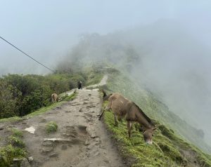 Three donkeys graze along a rocky mountain path surrounded by green vegetation and partially obscured by thick fog, with cliffs dropping off at the edge and a wire running along the trail.
