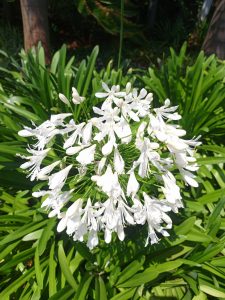 A close-up of a white agapanthus flower surrounded by green leaves.
