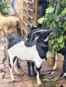 Two black-and-white domestic goats feeding on freshly cut leafy branches. The image captures a common livestock scene, with the goats actively browsing green foliage in a rural farm setting.
