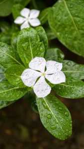Close-up of a white Madagascar periwinkle (Catharanthus roseus) flower covered with rain droplets, surrounded by glossy green leaves in a lush garden.