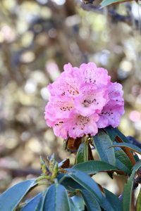 Blooming Pink Rhododendron Flower Cluster with Dark Speckles in Bright Daylight.
