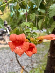 Vibrant orange trumpet vine (Campsis radicans) flowers with buds on a climbing woody vine. 