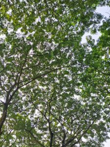 Dense green tree canopy viewed from below, with interwoven branches creating a natural pattern against the bright sky.