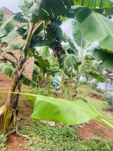 A healthy banana plant bearing a large bunch of green bananas in a lush rural garden surrounded by other banana trees.