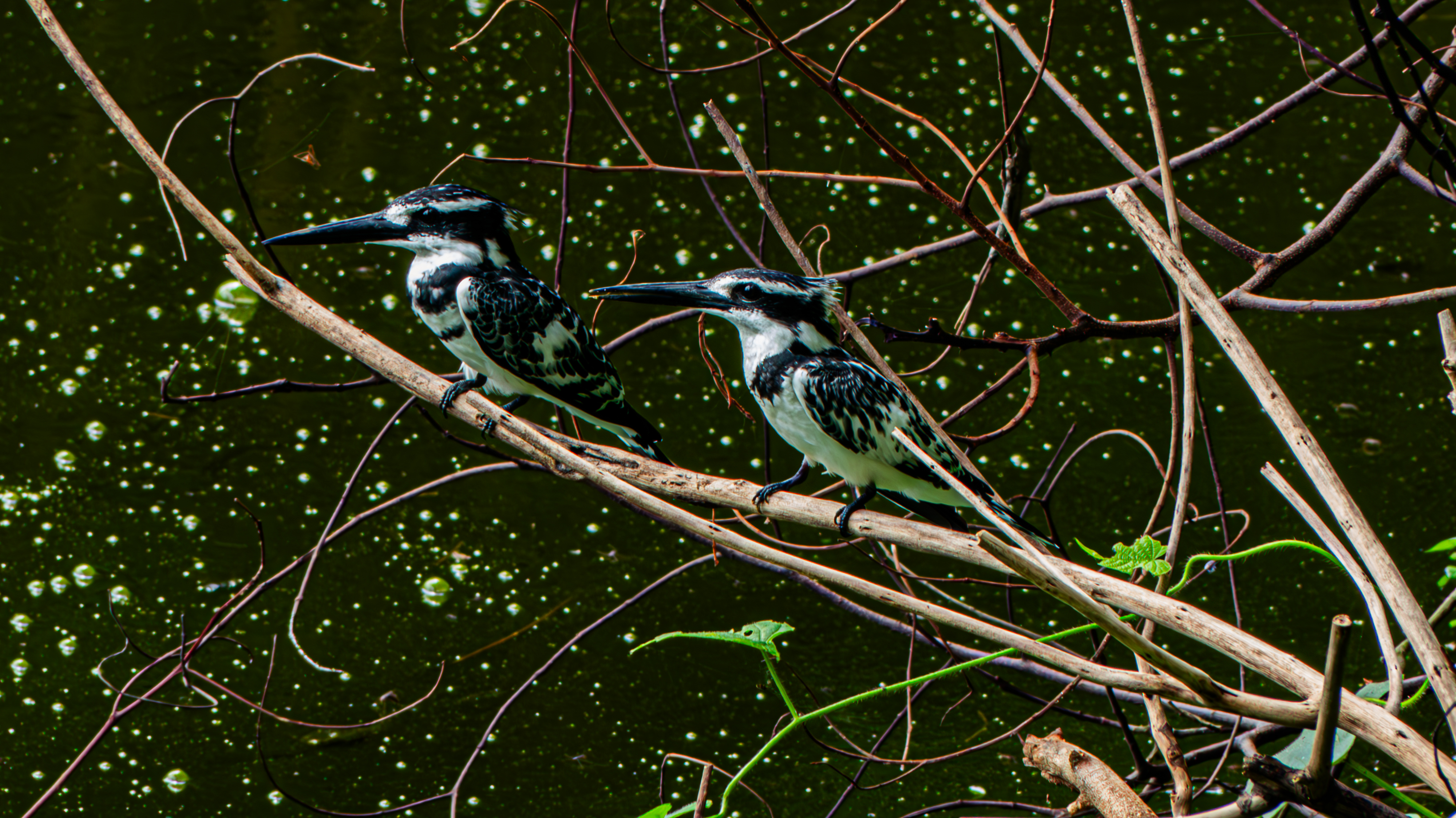 Two pied kingfishers with distinct black and white speckled plumage perched side by side on a bare tree branch over dark green water.