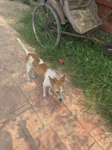 There is a small dog that is walking on the sidewalk with a bike in the back ground and a cart on the side of the road in front of the grass and a brick building with a bicycle on the other side of it, and a bicycle in the grass area with a red brick wall and a small building in the front of it and a pink flowered area behin 