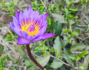 A vibrant purple water lily bloom with a yellow and orange center sits on a slender brown stem. The blurred background features green leaves and thin twigs, highlighting the flower’s bright colors against the natural foliage.
