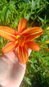 A vibrant orange daylily with red and yellow accents blooms in a person's hand, set against lush green foliage.