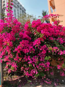 Bright pink bougainvillea blooms vibrantly under a clear blue sky, contrasting with a modern building and orange structure in the background.