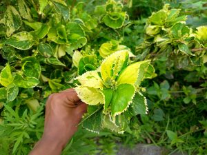 A hand holding a cluster of variegated green and yellow coleus leaves against a lush garden backdrop.