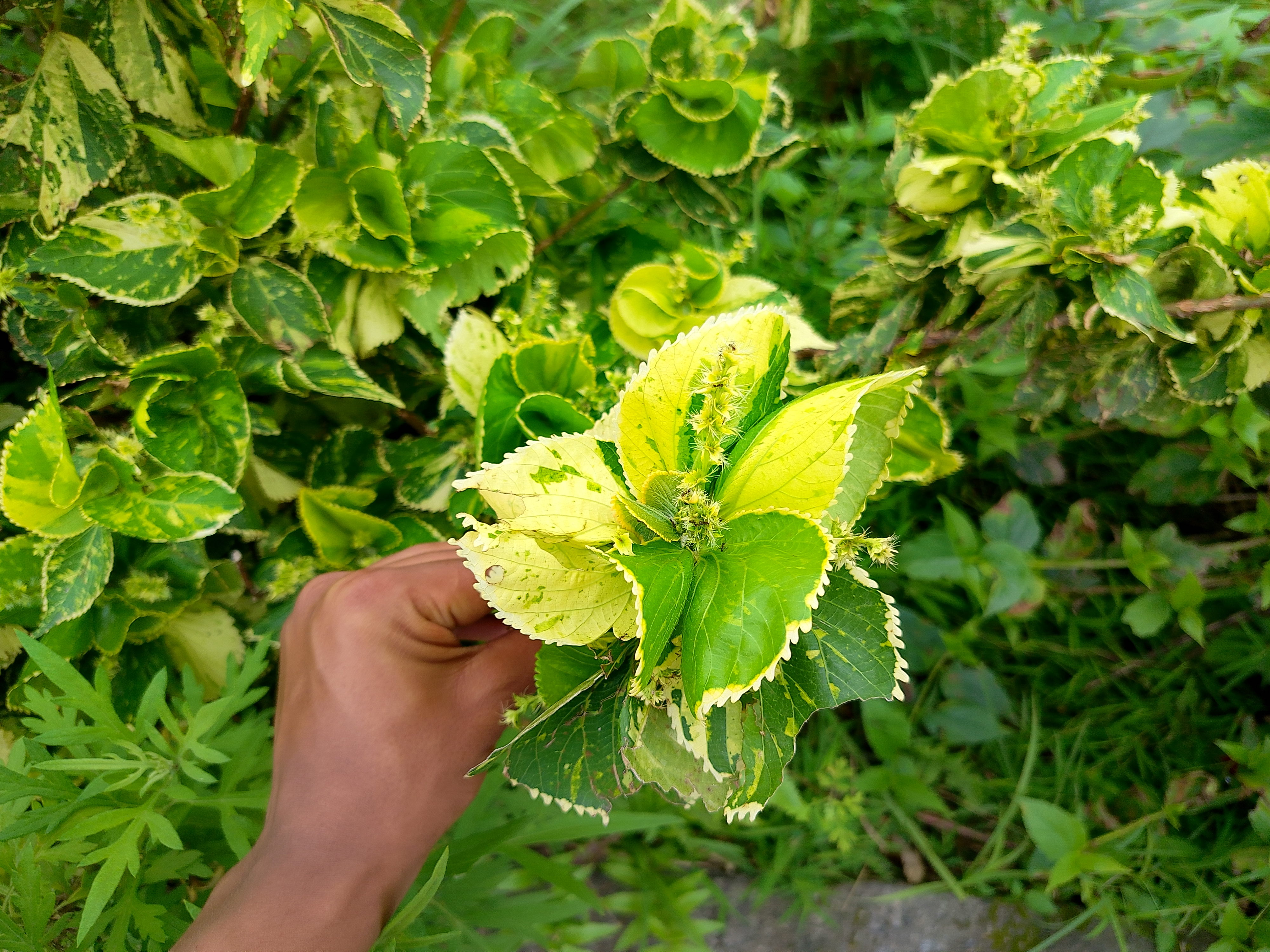 A hand holding a cluster of variegated green and yellow coleus leaves against a lush garden backdrop.