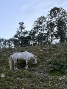 A white horse grazes on a grassy, rocky hillside with its head lowered, set against a backdrop of tall trees and a pale blue sky.
#WordpressCommunity